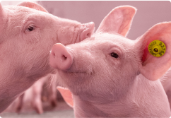 Zwei Ferkel mit Ohrmarken, die sich beschnuppern